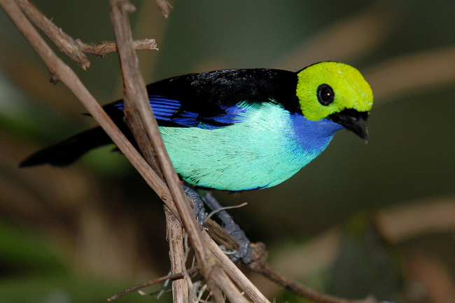 25.) Paradise Tanager