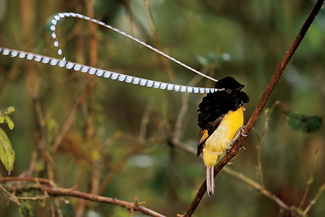 7.) King of Saxony Bird-of-Paradise