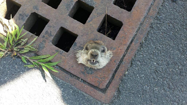 Uh-oh. Punxsutawney Phil is a little Stuck-sutawney.