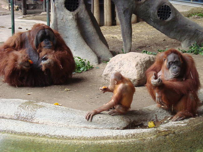 1.) Orangutans