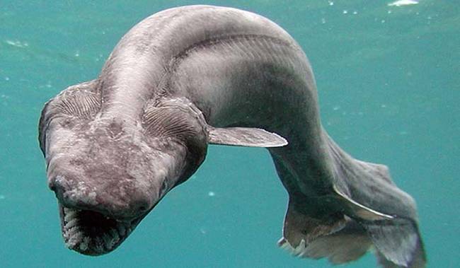 The Frilled Shark.