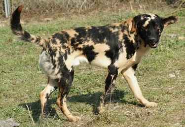 21.) Chimera dog.