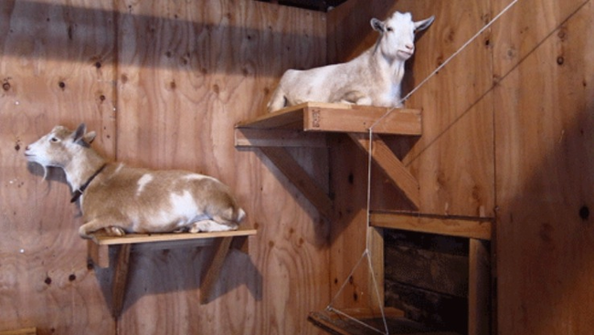 These are some top shelf goats.