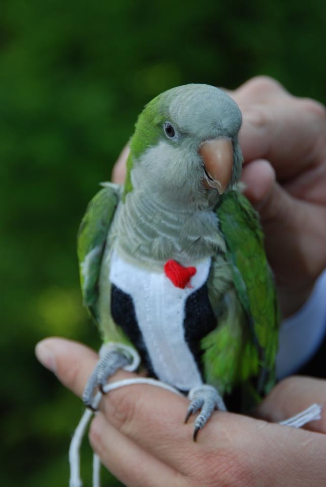 World's tiniest tux tailored to perfection. 