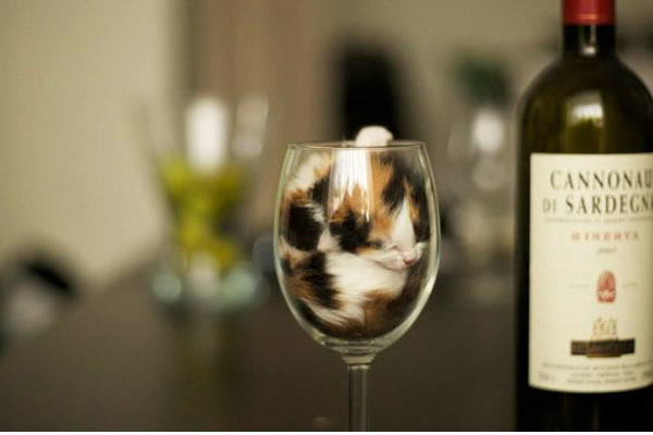 16.) It's a calico wine from the meow-meow region.