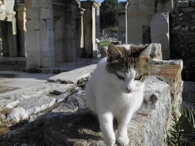 Someone's a little grumpy at Epheusus in Turkey.