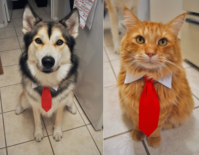 "Mom, do we HAVE to wear these ties? The red is clashing with my fur!"