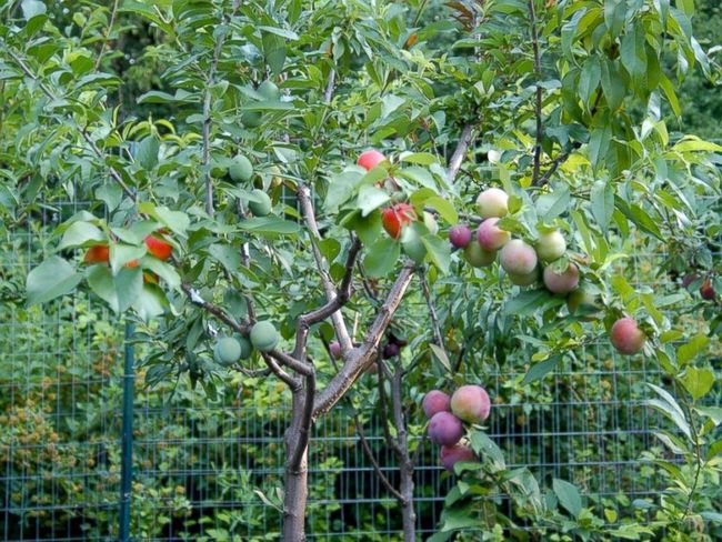 One day Sam Van Aken noticed that his grocery store only had a very small variety of local fruits. They just didn't grow many different kinds where he lived.