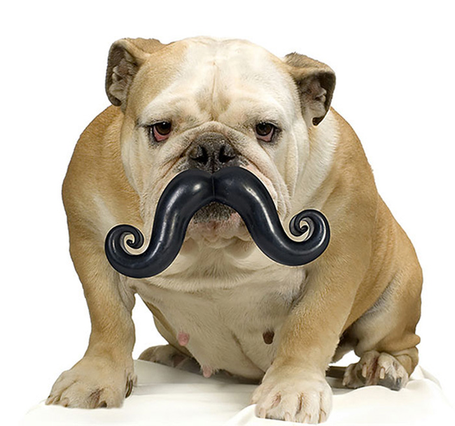 <a href="https://www.awesomeinventions.com/shop/mustache-dog-toy/" target="_blank">Mustache Dog Toy</a>