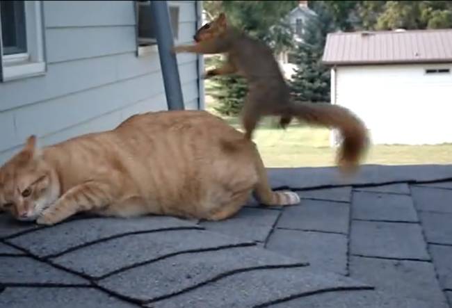 Well, maybe the squirrel wants to play just a bit more than the cat does.