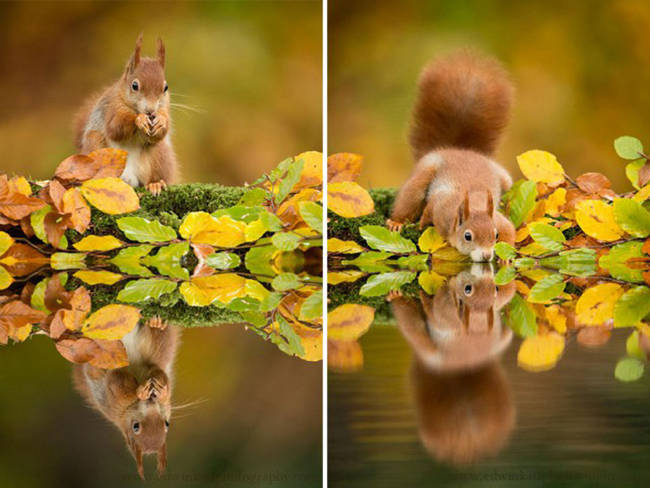 Shy squirrel quenches his thirst.