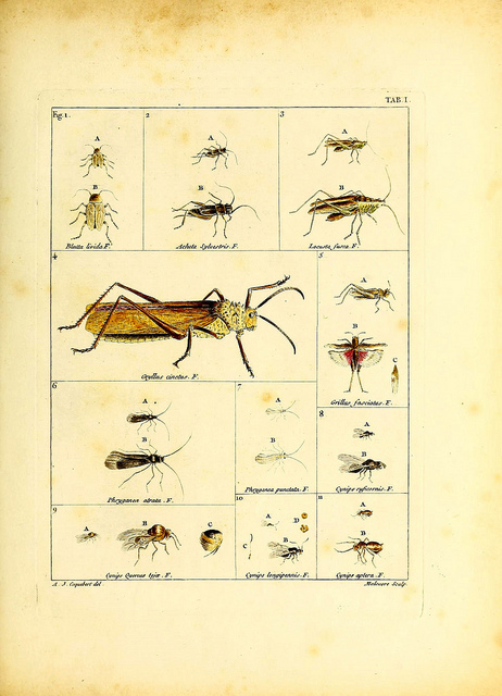 Diagram from the early 1800's.