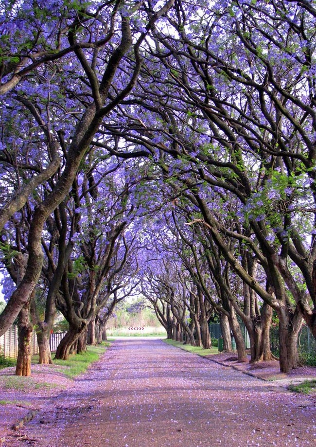 These jacarandas can be found in in Cullinan, South Africa. Their vivid blooms are gorgeous.