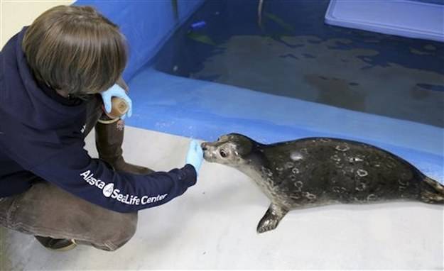 The good people at ASC have been hand-feeding him since his accident in late December.