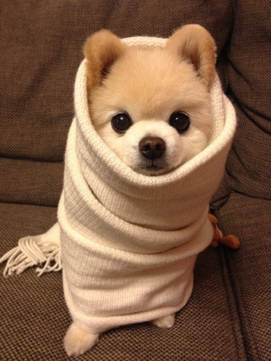 A scarf for a human is perfect for swaddling puppies.