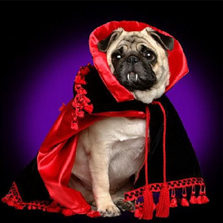 3.) Dracula Pug