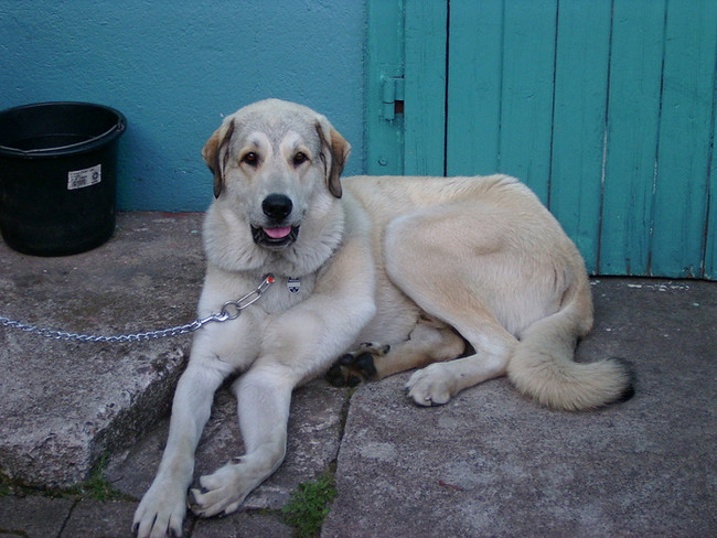 Anatolian Shepherd