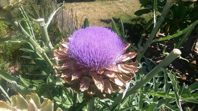 15. Never let your artichoke bloom. Never.