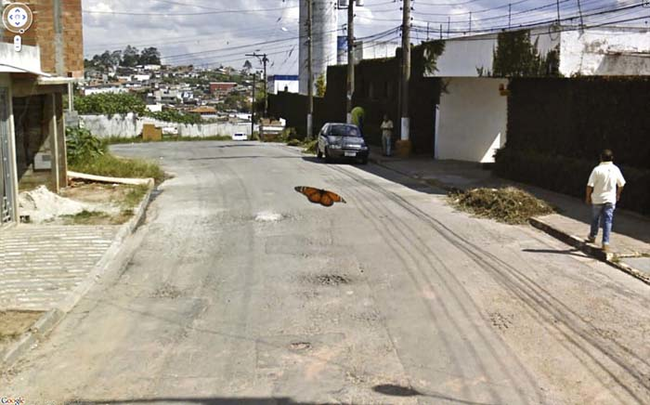 3.) Butterfly landing on the Google Street Car camera.