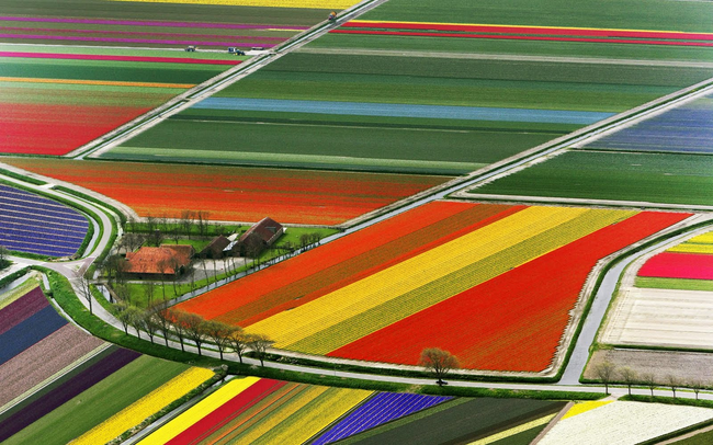 Tulip fields in the Netherlands