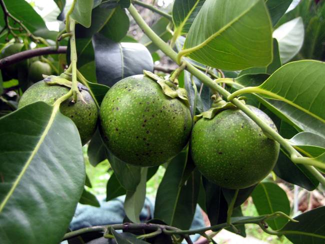 Black Sapote on the tree.