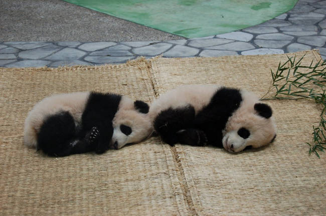 14.) Baby pandas only weigh about as much as a cup of tea at birth.