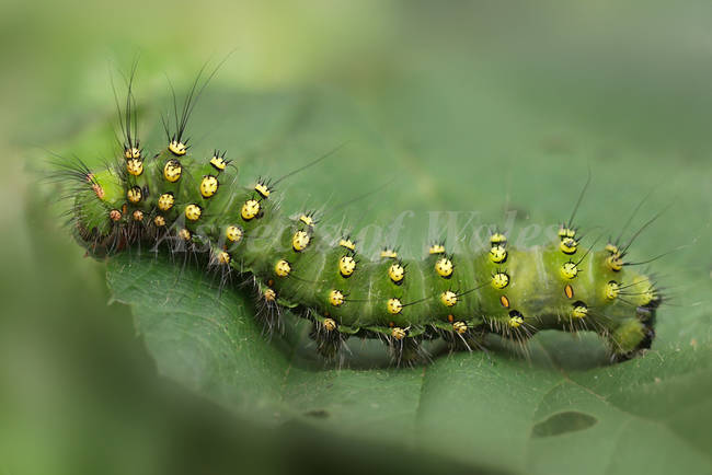 South Africa - A common Christmas dish is deep-fried Emperor Moth caterpillars. It doesn't exactly look like it would go down smoothly, but maybe it tastes delicious enough to make up for that.