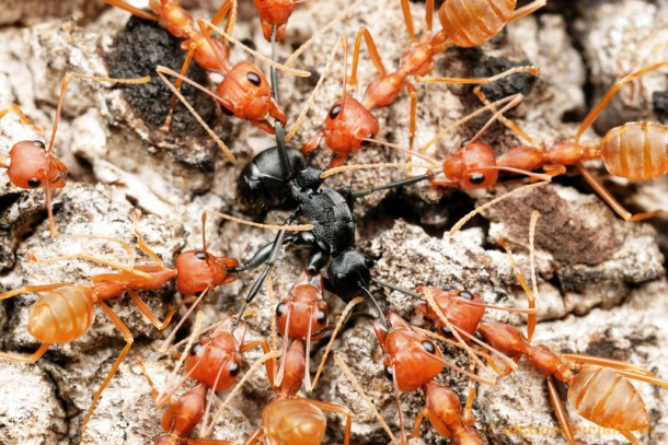 16.) Each ant colony has its own distinctive smell. Thus, intruders can be recognized immediately.