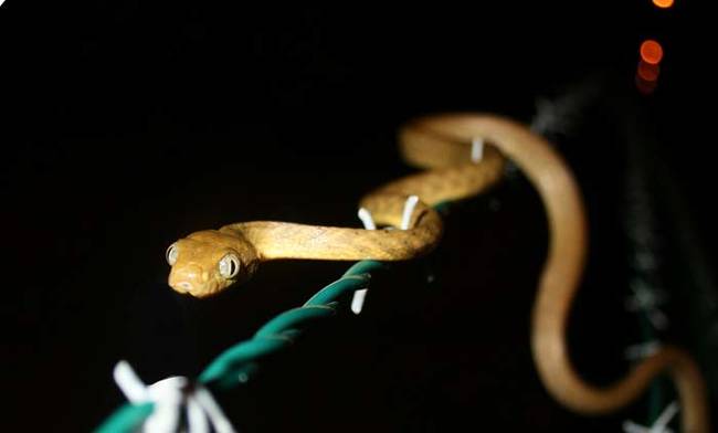 As you can infer from their name, brown tree snakes love to spend their days in trees. They're mostly nocturnal, and prey on birds and small rodents.