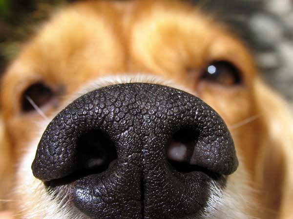 A dog's sense of smell is 10,000 times stronger than humans.