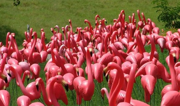 16.) There are more fake flamingos in the world than real flamingos.