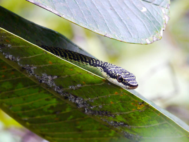 There is such a thing as a "flying snake." They're able to glide in air for up to <a href="https://animals.nationalgeographic.com/animals/reptiles/flying-snake/" target="_blank">330 feet</a> and can even make turns and change direction midair.