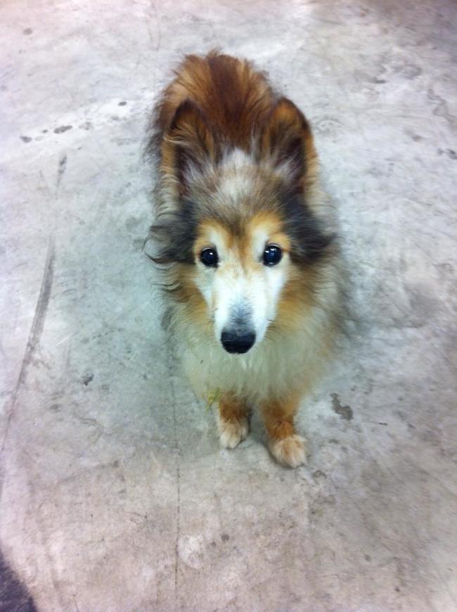 One day, Cody Leightenheimer found this little guy.  According to him, "I was working at a wood flooring factory a couple months after. I had an entire wing, basically, to myself. One day I was staining some custom furniture for my boss's getaway Florida home when I looked at the other end of the hangar length building to see a little puppy. I instantly wanted to abandon post and grab the thing for cuddles but I had work to get done. This pup wasn't having none of that though.   He walked up to me and stared at me with his huge eyes. I pet him and noticed instantly that he was flea covered, matted and not in the best physical shape. As I looked closer I realized that he had a lot of gray around his muzzle, ears and face."