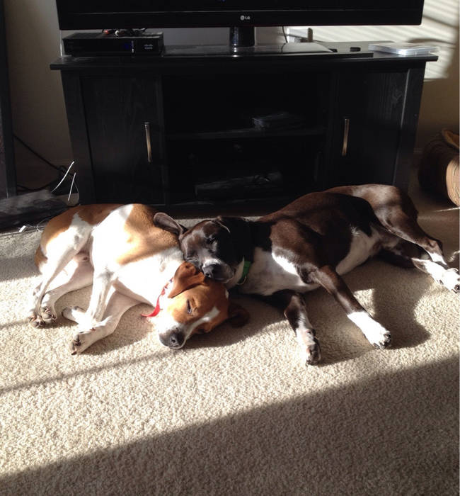 This sunbathing snugglefest is precious.