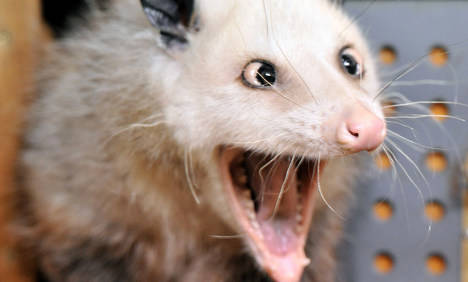 5.) The Opossum