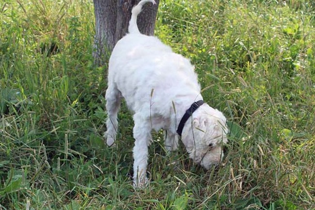 Once he was shaved, bathed and treated... he was an entirely different dog.