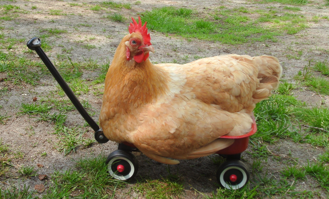 10. In Quitman, Georgia, it is illegal for a chicken to cross the road.