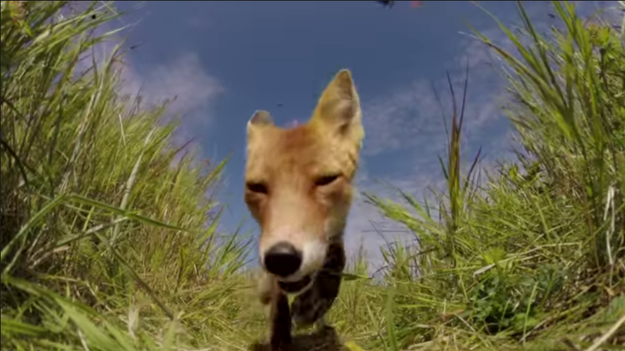 Thinking he had a bright idea, camera owner and researcher Jonathan VanBallenberg “stupidly put [his] GoPro on the ground in hopes of getting a close-up."