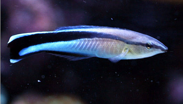 Cleaner Wrasse