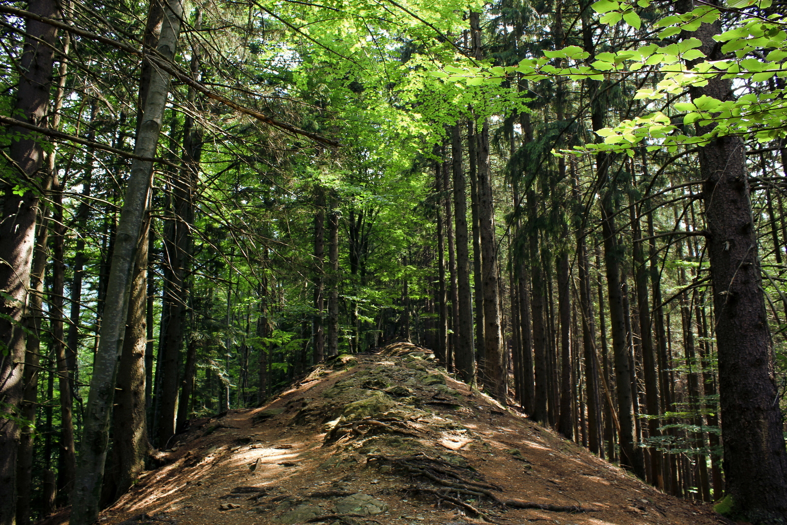 3.) Forest Clearing (Hoia-Baciu, Romania) - A bizarre circular clearing where strange lights and voices are rumored to be present.