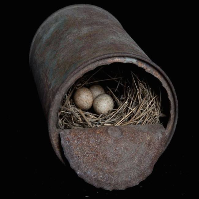 Song Sparrow