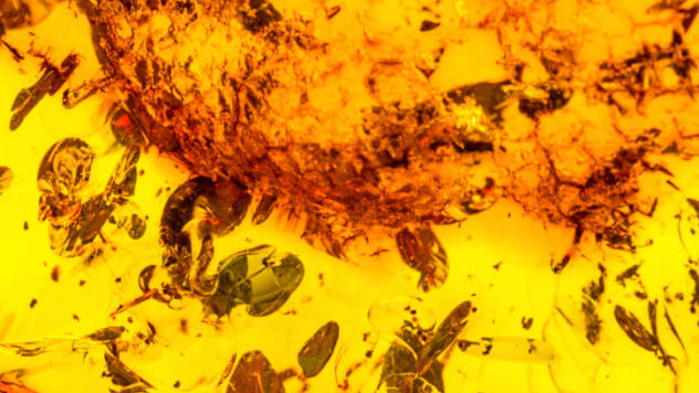 7.) The Oldest Bugs On Record (230 Million Years Old)