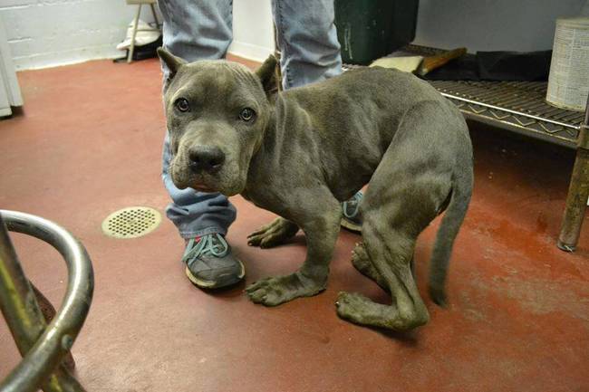 Meet Landis. The pit bull mix was rescued from a Georgia shelter.