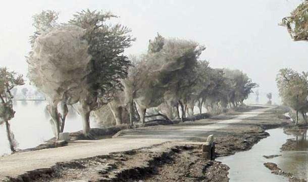 6. Cocooned Trees: During flood season in Pakistan, spiders are forced to flee to the trees where their webs create this effect.