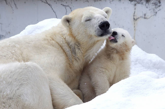 Polar bears greet each other with their noses when asking for something, such as food.