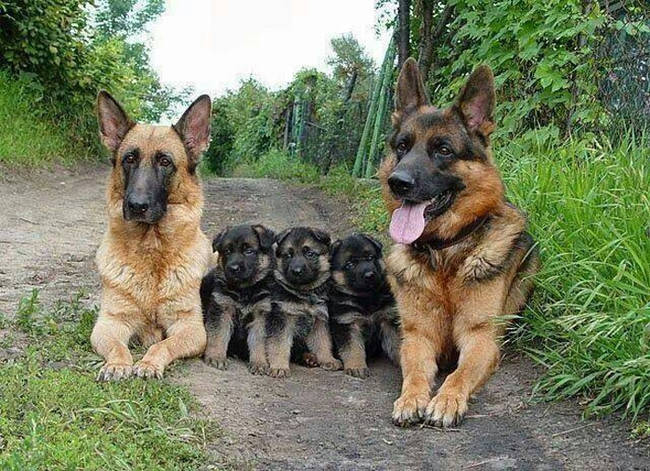 This dignified doggie family.