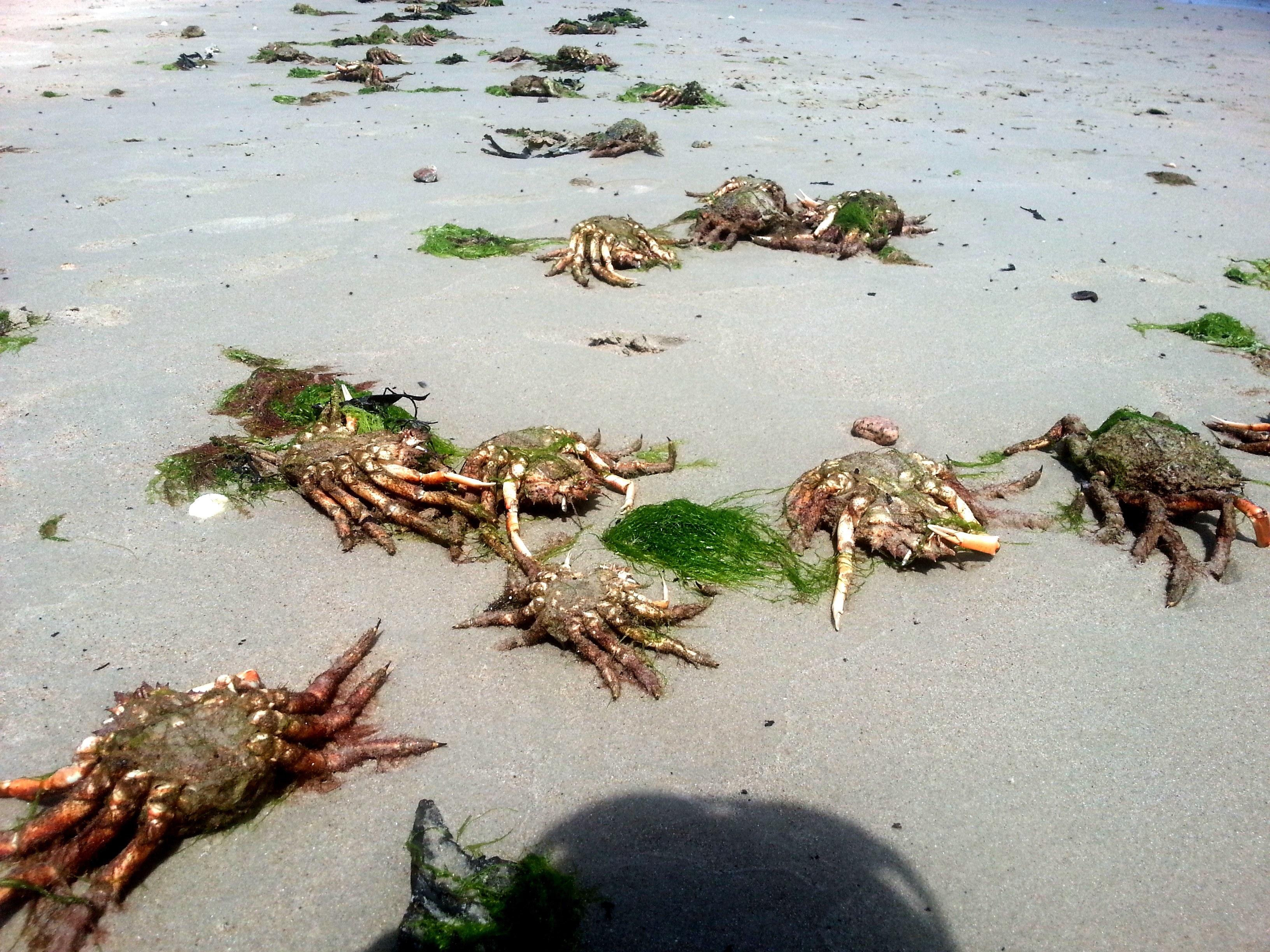 Spider crabs shedding their shells during the summer is common, but the amount of empty shells washing up on shore is unusual.