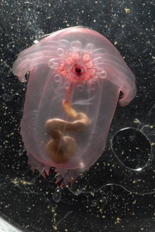 20.) Transparent Sea Cucumber