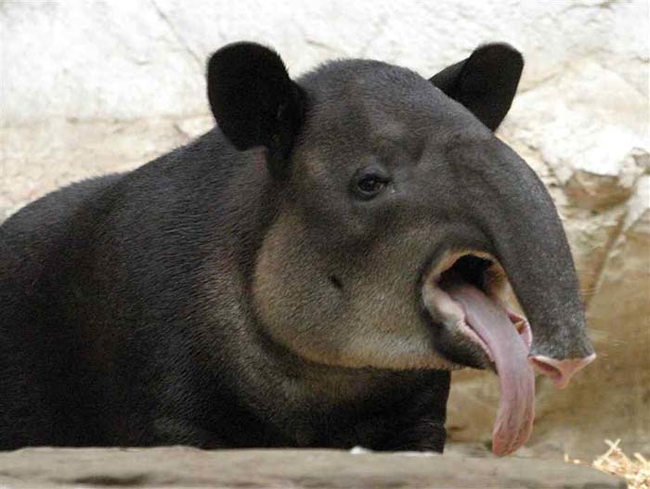 13.) Tapirs are always picked last in gym class.