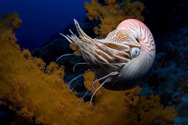 12.) The Nautilus.